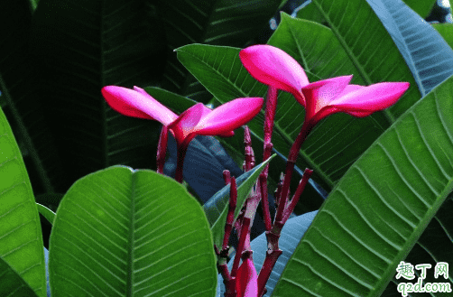 素馨花好養活嗎 素馨花怎樣養花開旺盛2