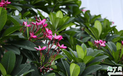 素馨花好養活嗎 素馨花怎樣養花開旺盛3