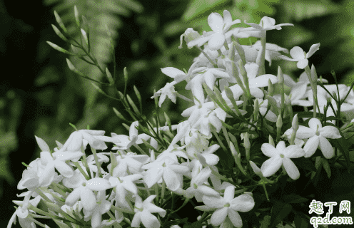 素馨花好養活嗎 素馨花怎樣養花開旺盛1