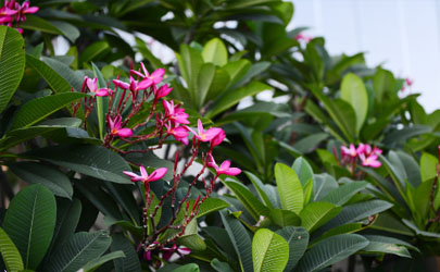 素馨花好養活嗎 素馨花怎樣養花開旺盛