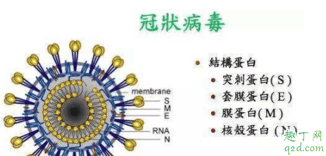 新型冠狀病毒多久會發病 新型冠狀病毒非典型癥狀有什么2