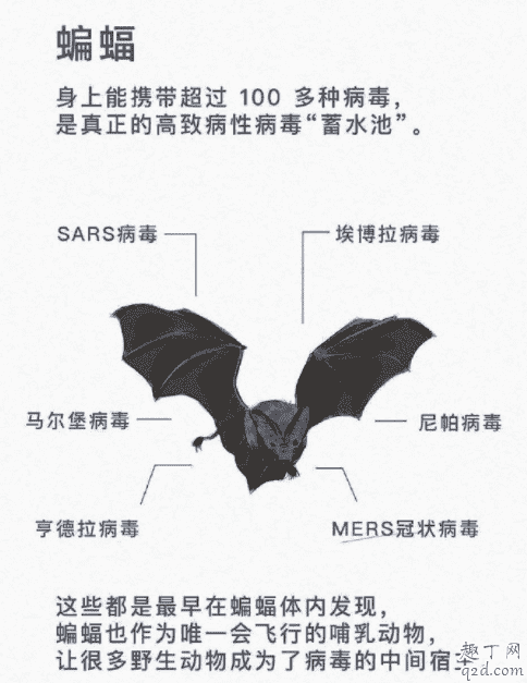 野生動物有多少病毒 野生動物如何引發疫情10