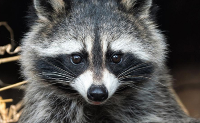 野生動物有多少病毒 野生動物如何引發疫情