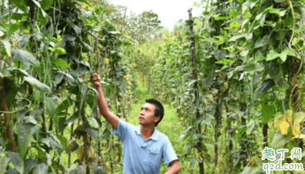 豇豆種植應該如何選種 豇豆為什么要用地膜 4