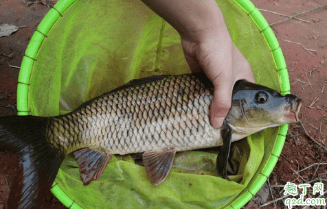 釣鯉魚玉米粒怎么泡制 水融袋打窩怎么下沉2