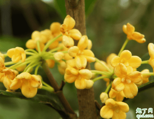 桂花可以施羊糞嗎 桂花什么季節施肥3