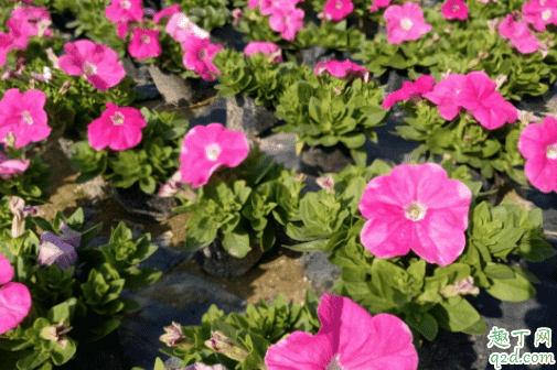 矮牽牛怎么修剪長花 矮牽?？梢栽陉柵_養嗎1