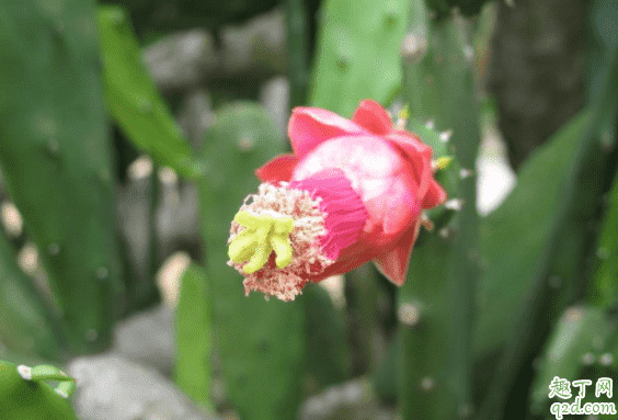 怎么讓仙人掌開花 仙人掌什么時候開花2