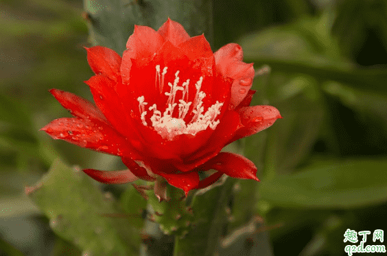 怎么讓仙人掌開花 仙人掌什么時候開花3