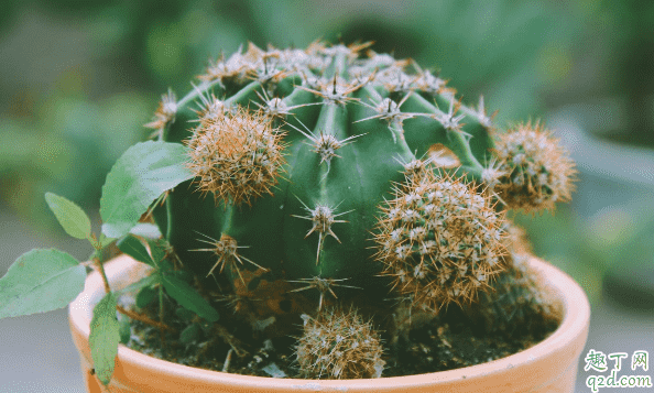 仙人掌類的植物好養活嗎 養仙人掌的注意事項都有啥3