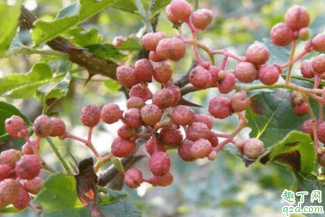 花椒密封好還是不密封好 花椒密封保存能放幾天3