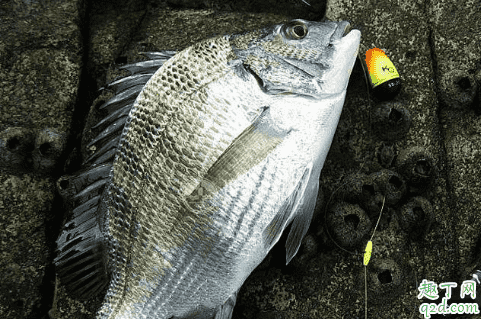 黑鯛魚釣法子線用多長 黑鯛魚怎么釣溫度多少度才有口3