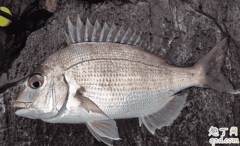 黑鯛魚釣法子線用多長 黑鯛魚怎么釣溫度多少度才有口1