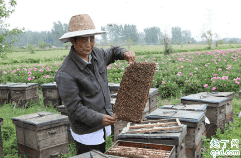 疫情期間蜂蜜賣不出去怎么辦 蜂蜜銷售渠道有哪些3