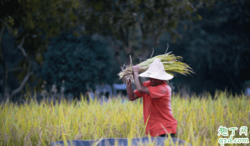 疫情期間糧食價格會漲價嗎 疫情期間會不會影響糧食價格4