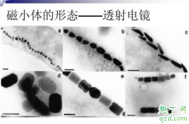 家養鴿子會傳染冠狀病毒嗎 疫情期間能不能吃鴿子4