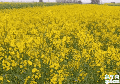 油菜可以打尖嗎 油菜什么時候打尖最好3