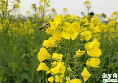 油菜可以打尖嗎 油菜什么時候打尖最好2