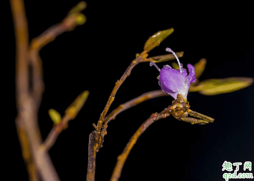 干枝杜鵑容易養嗎 干杜鵑花泡幾天會開花2