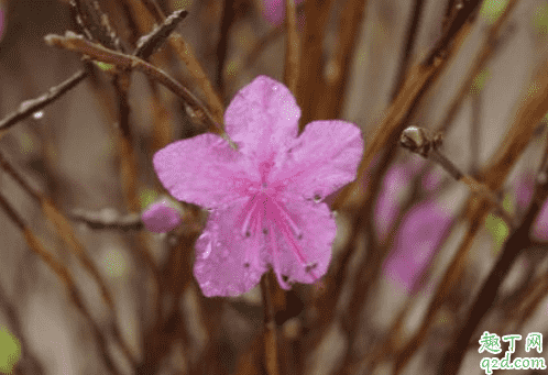 干枝杜鵑容易養嗎 干杜鵑花泡幾天會開花3