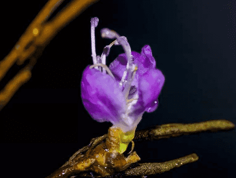 干枝杜鵑容易養嗎 干杜鵑花泡幾天會開花4