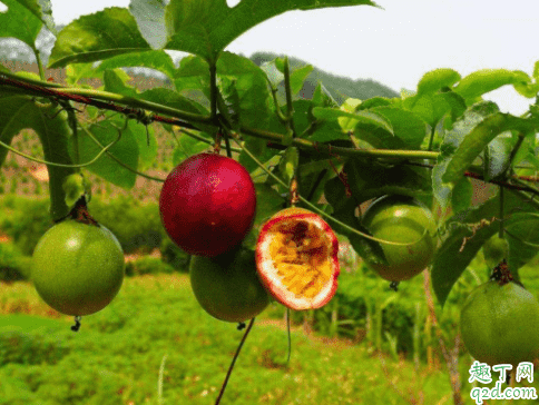 百香果可以盆栽嗎 百香果啥時候種植成活率高2