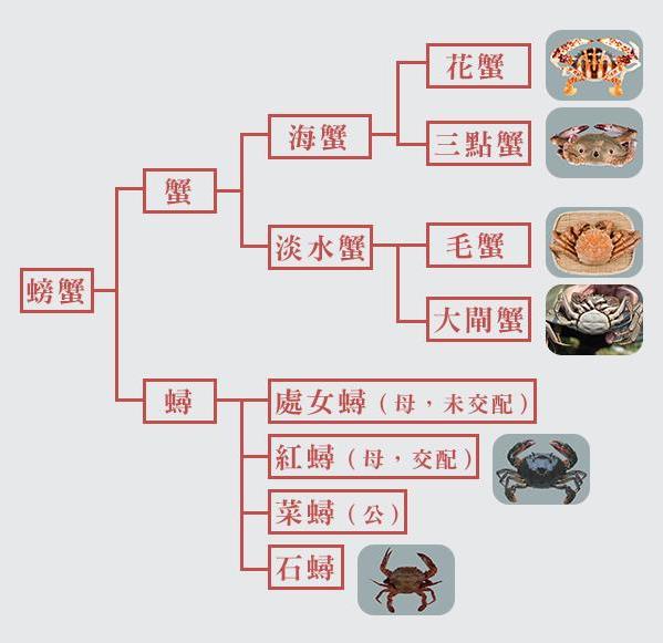 螃蟹怎么挑選公母 一次教你如何挑蟹、吃蟹秘訣