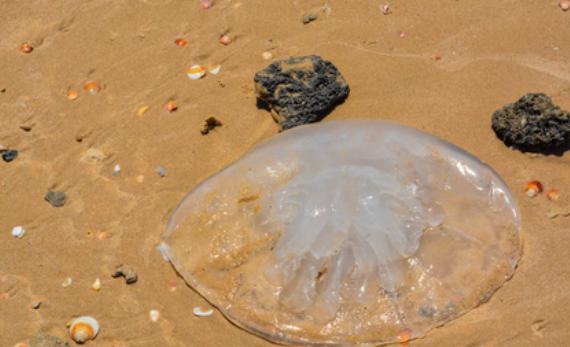 海灘上白色水母有毒嗎？水母有毒為什么海蜇能吃