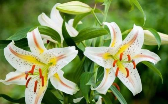 百合花一年有幾個花期？百合花秋天怎么養