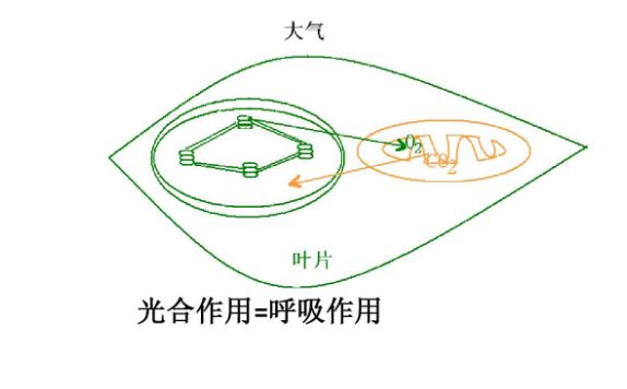 光合作用與呼吸作用的關系是什么？光合作用與有氧呼吸的區別與聯系