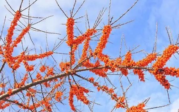 沙棘果里的黑籽能吃嗎？沙棘果是熱性的還是涼性