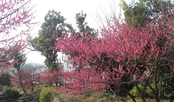 西溪濕地公園梅花在哪個區(西湖區西溪濕地公園紫金港路)